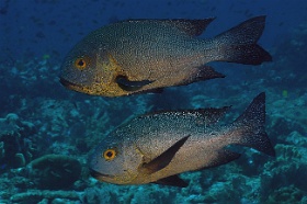 Komodo 2016 - Midnight snater - Vivaneau minuit - Macolor macularis - IMG_6720_rc